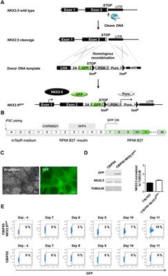 Generation of NKX2.5GFP Reporter Human iPSCs and Differentiation Into Functional Cardiac Fibroblasts